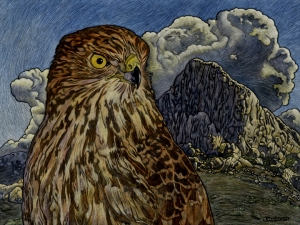 Cooper's Hawk, Elephant Head