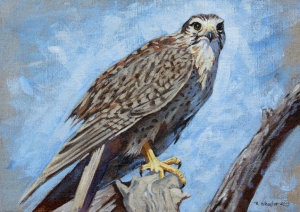 Prairie Falcon