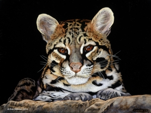 Wildcat Series: Ocelot