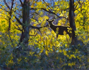 Mule Deer Doe, Late Day Backlight