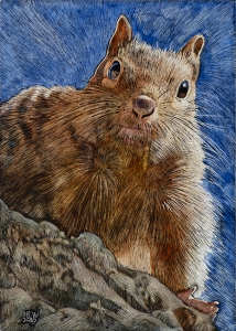 Rock Squirrel